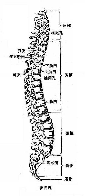 脊柱