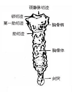 胸骨（前面）