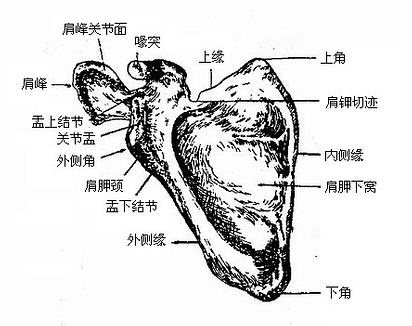 肩胛骨（前面）