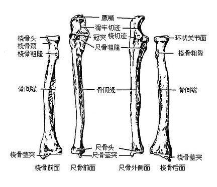 桡骨和尺骨