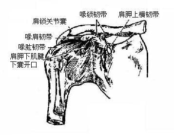 肩关节