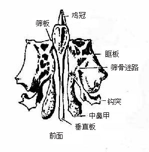 筛骨