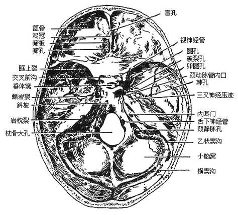 颅底内面观