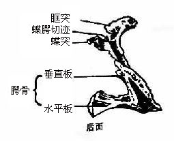 腭骨