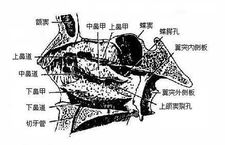 鼻腔外侧壁