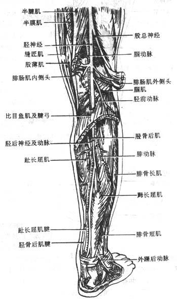 腘窝和小腿后面深层