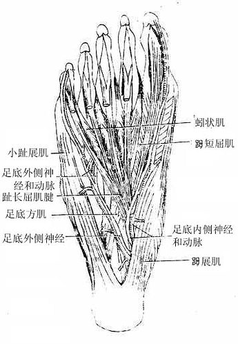 足底第二层肌和神经