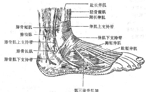 外踝和足背外侧面