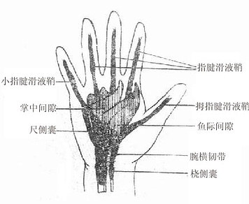 手掌的腱鞘