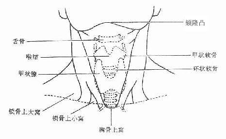 颈部的体表标志