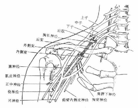 臂丛组成模式图