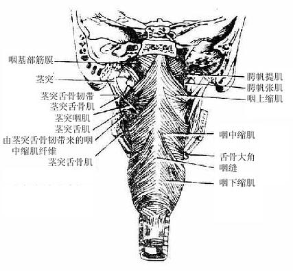 咽部肌（后面观）