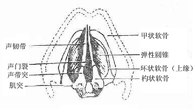 弹性圆锥