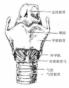 喉肌（前面）