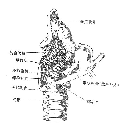 喉肌（侧面）