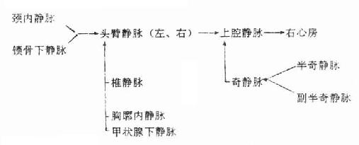 体循环的静脉干及其属支