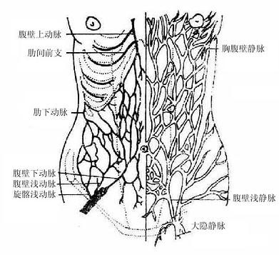 腹前外侧壁的浅血管