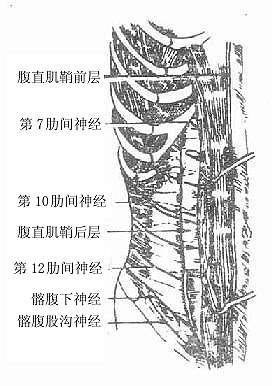 腹前壁的神经