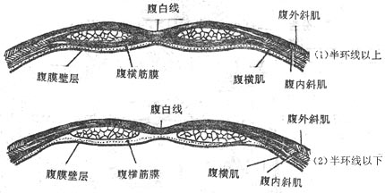 腹直肌鞘