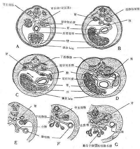 胚胎横切面示胃肠转位及系膜改建