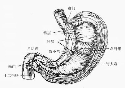 胃的肌层