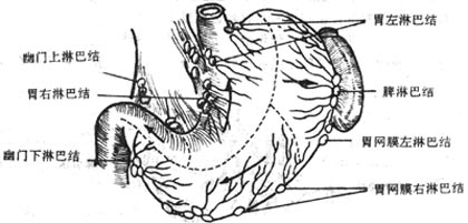 胃的淋巴引流