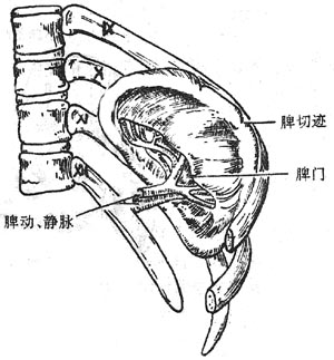 脾（脏面）