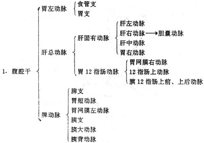 腹主动脉的分支