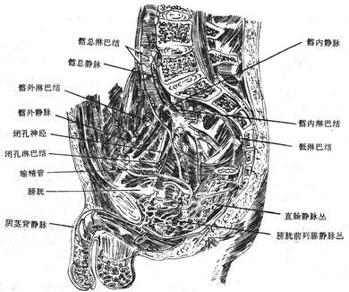 男性盆腔矢状切面（示盆腔的静脉与淋巴结）