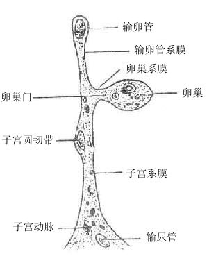 子宫阔韧带矢状断面