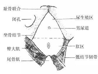 会阴的分界