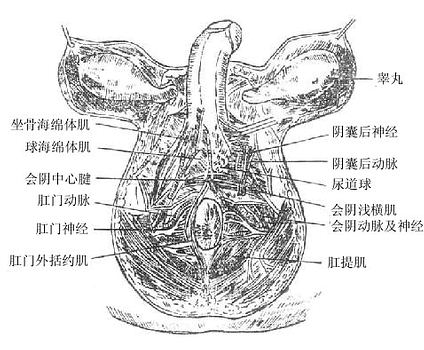 会阴的血管神经（男）