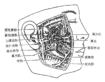 面侧深区的翼丛