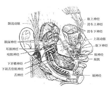 下颌神经