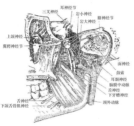 鼓索、翼腭神经节与耳神经节