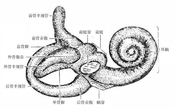 骨迷路