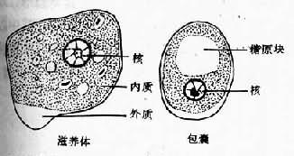 微小内蜒阿米巴