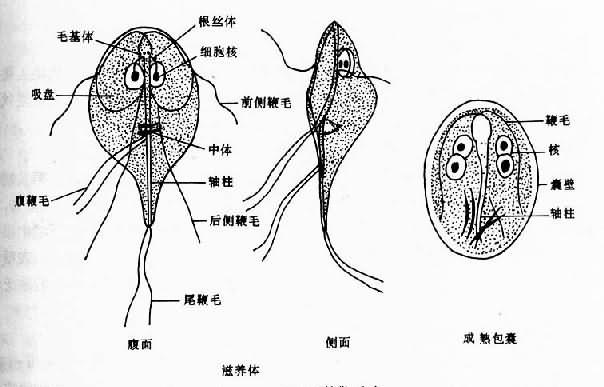 蓝氏贾第鞭毛虫