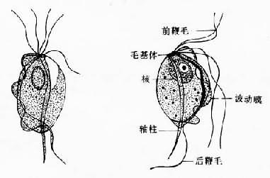 口腔毛滴虫