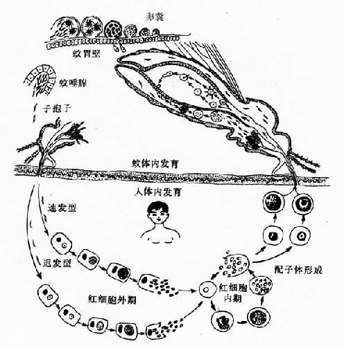 间日疟原虫生活史