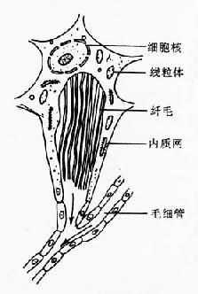 焰细胞结构