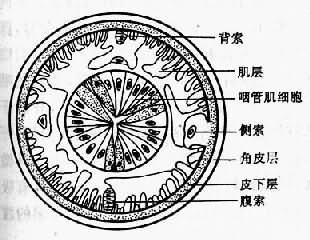 线虫横切面模式图示体壁结构