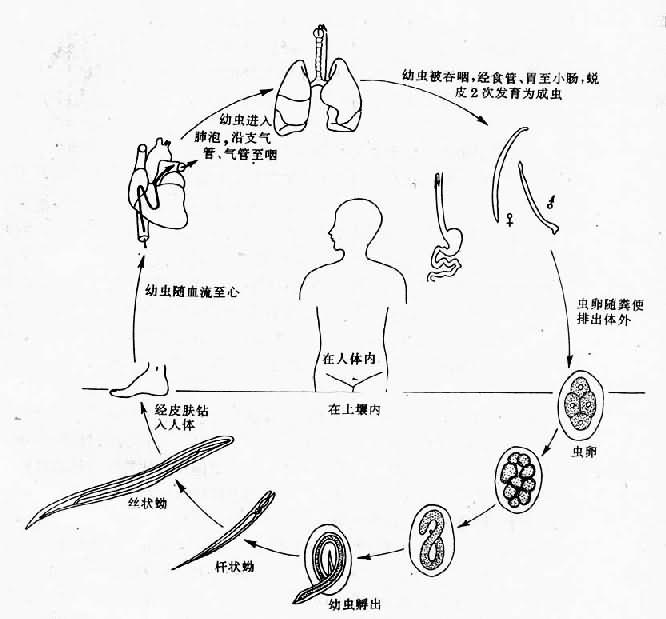 钩虫生活史