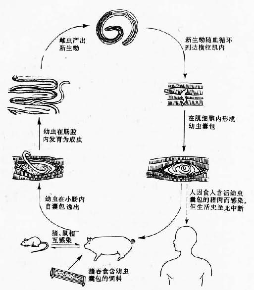 旋毛虫生活史