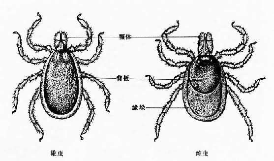 全沟硬蜱成虫前面