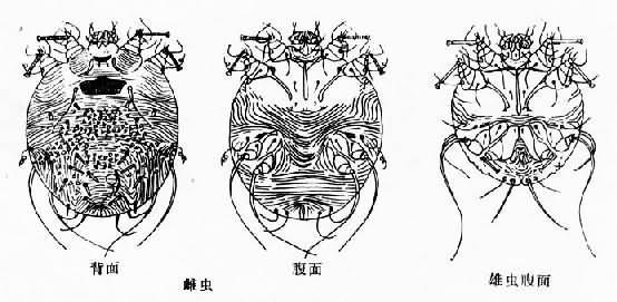 疥螨成虫