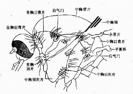 蚊的胸部（侧面）