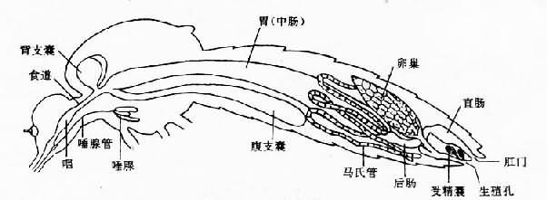 成蚊内部解剖（雌）