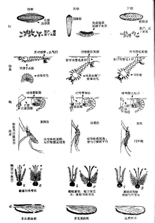 三属蚊生活史各期的主要鉴别