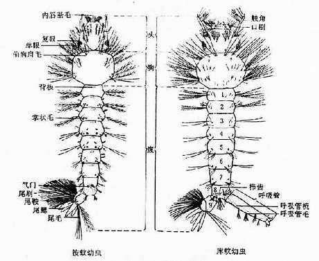 蚊幼虫背面